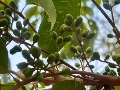 Tapirira