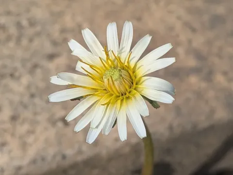 White dandelion