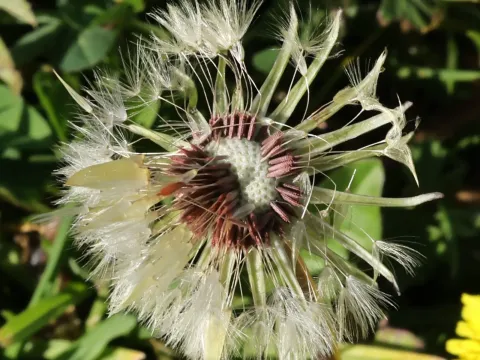 Red-seeded dandelion