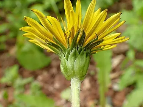 Hondo Dandelion