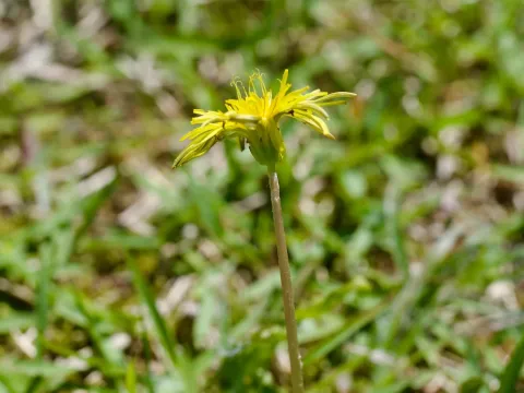 Japanese dandelion