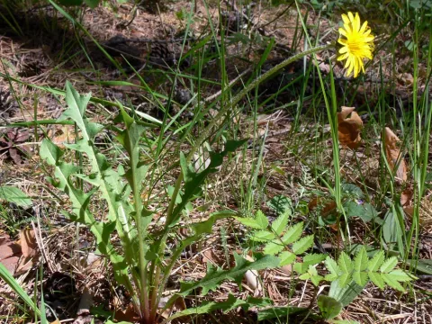 Taraxacum marklundii