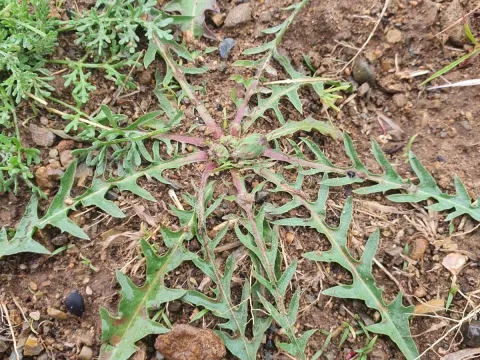 Mongolian dandelion