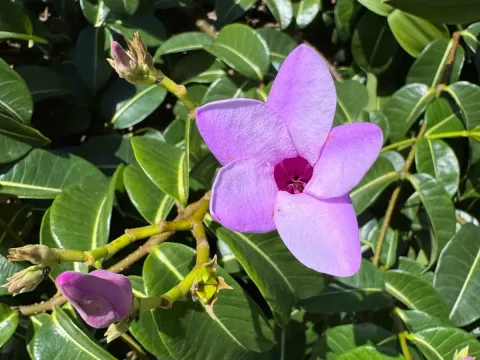 Cryptostegia