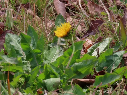 Taraxacum platycarpum