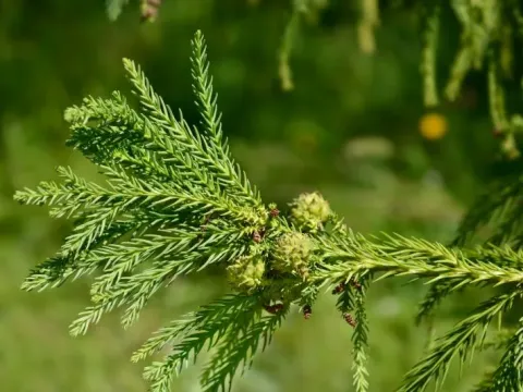 Cryptomeria