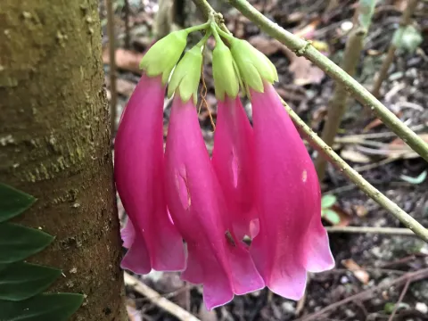 Tecomanthe