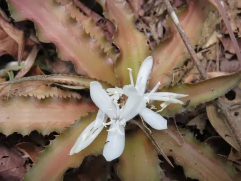 Cryptanthus