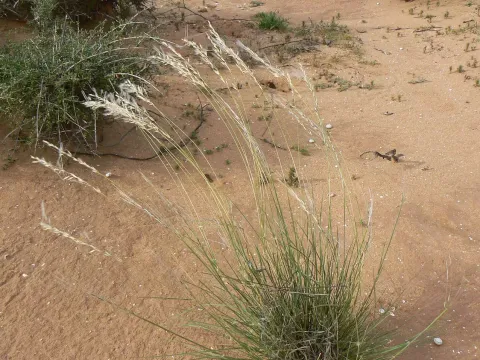 Trichoneura