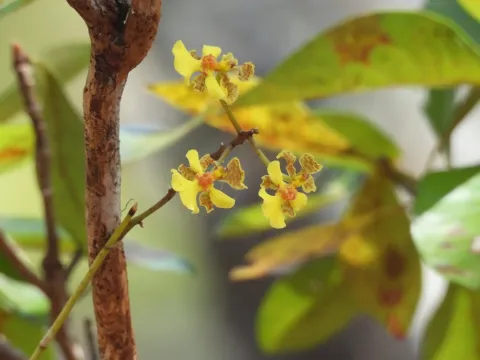 Trichocentrum