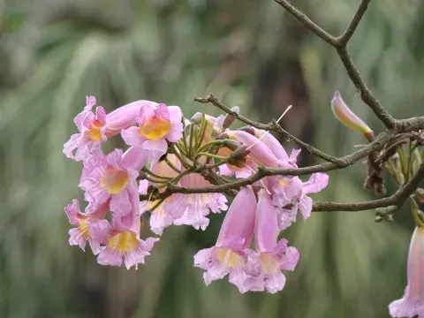 White Tecoma