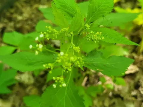 Cryptotaenia