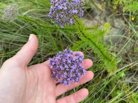 Tetraselago
