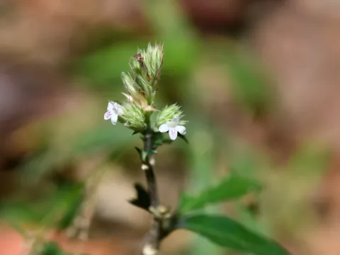 Teliostachya