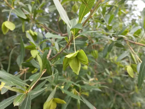Southern terminalia