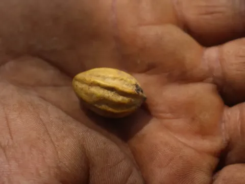 Terminalia chebula