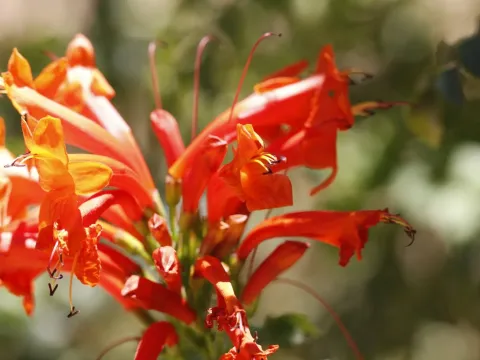 Tecomaria