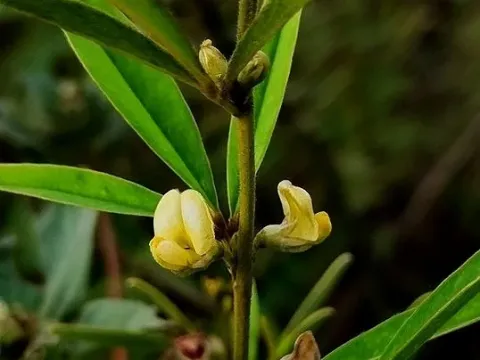 Tephrosia brevipes