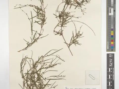 Tephrosia heterophylla