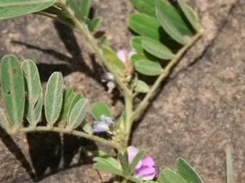 Tephrosia nana