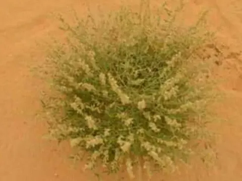 Tephrosia nubica