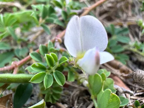 Tephrosia pumila