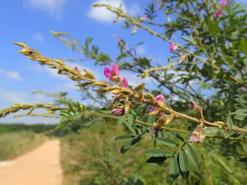 Tephrosia polystachya