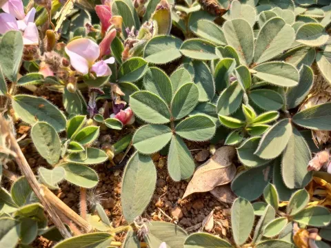 Tephrosia radicans