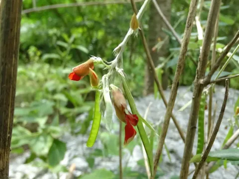 Tephrosia tinctoria
