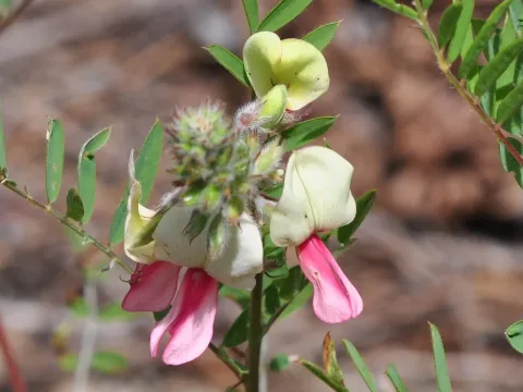 Goat's rue (Tephrosia virginiana)