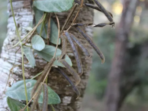 Glycine uncinata