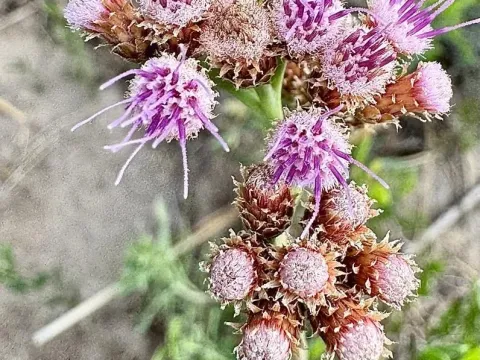 Tessaria