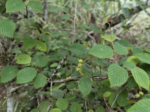 Corylopsis