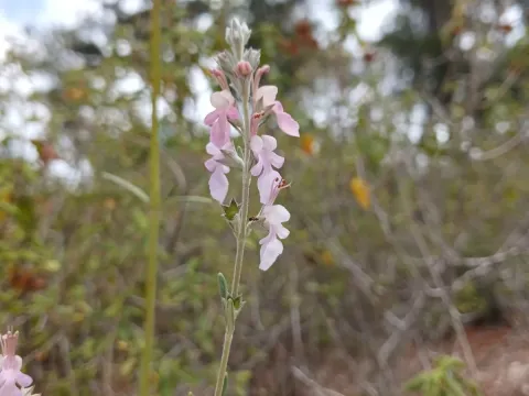 Cretan germander