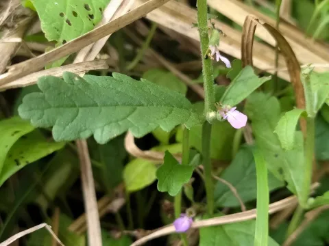 Water germander