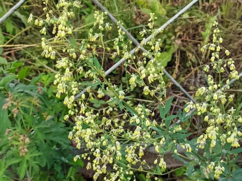 Simple meadow-rue