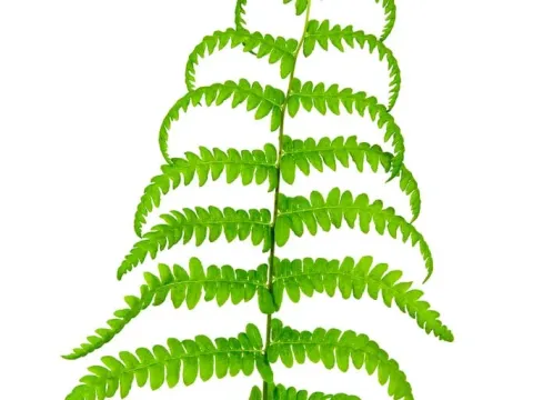 Thelypteris