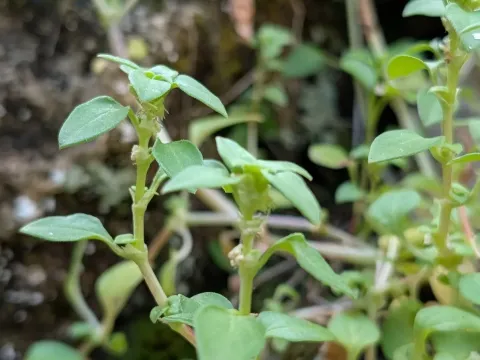 Theligonum