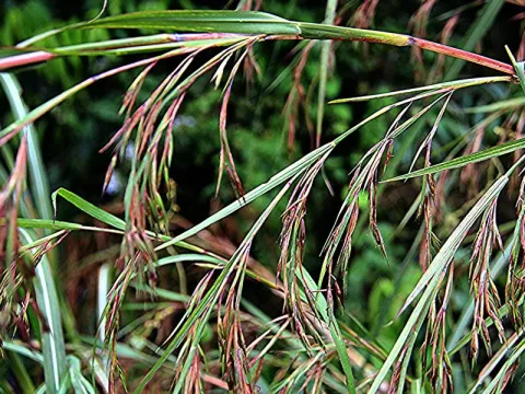 Themeda arundinacea