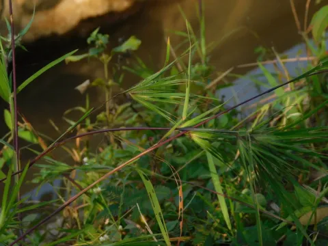 Themeda arguens