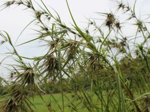 Themeda tremula