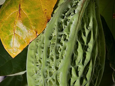 Theobroma bicolor