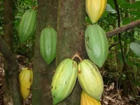 Theobroma sphaerocarpum