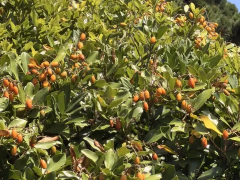 Corynocarpus