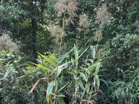 Thysanolaena