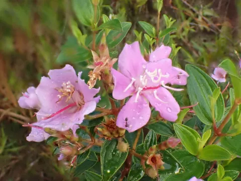Tibouchina