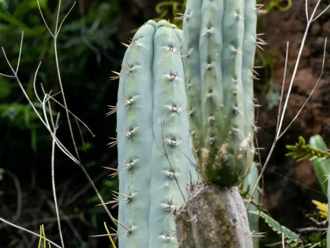 Trichocereus