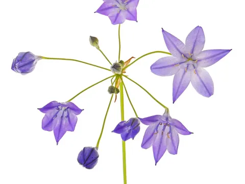 Triteleia