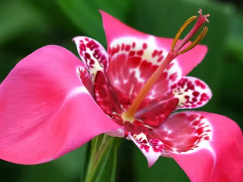 Tigridia