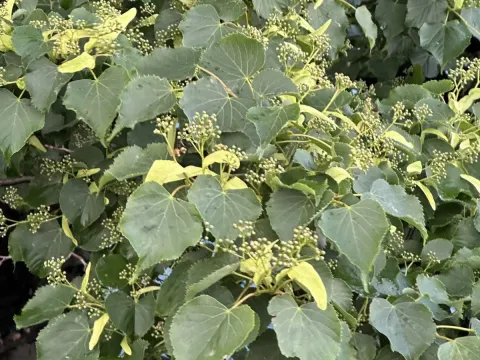 Amur linden